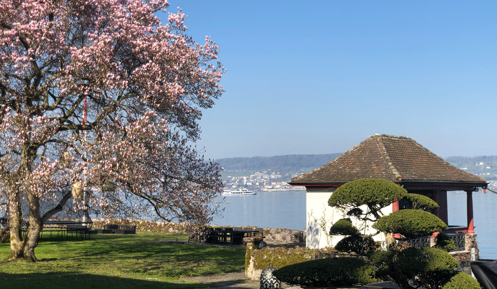 The magnolia in bloom above the lakeside pavilion